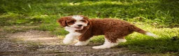 Cavapoo dogs for sale: Bella Cavapoo  - Ad 3