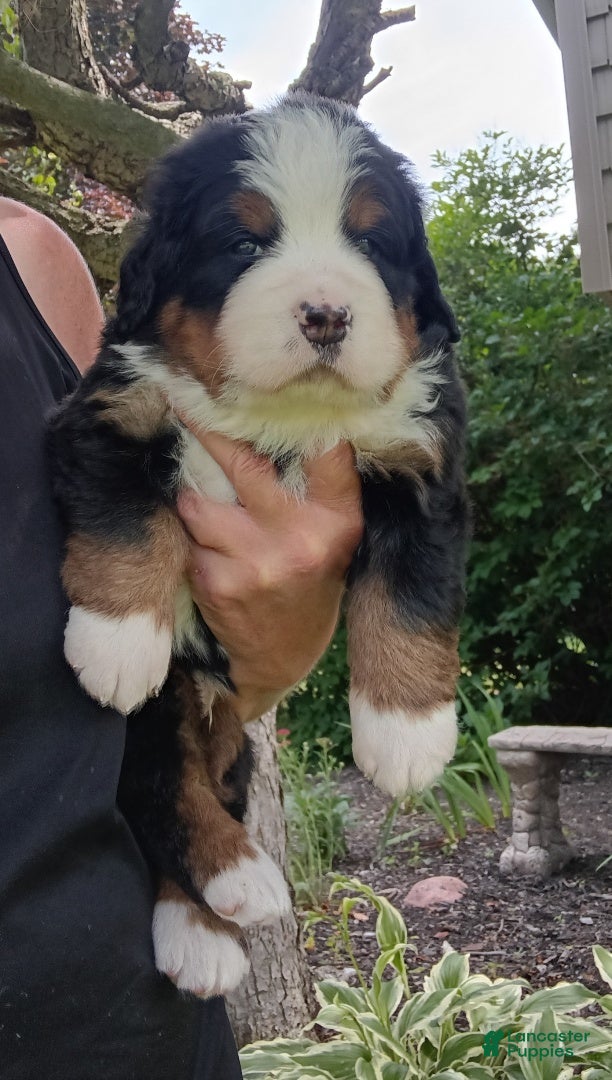 Bernese Mountain Dog dogs Hunter - male - Yellow Collar - Ad 1