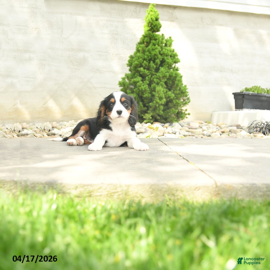 Miniature Bernese Mountain Dog dogs Francis - Ad 2