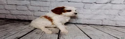 Cavalier King Charles Spaniel dogs for sale: Calvin - Ad 3