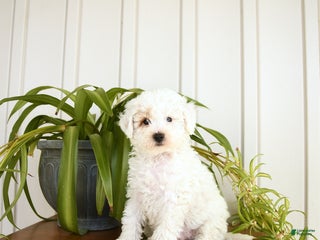 Bichpoo dogs - Ad 14