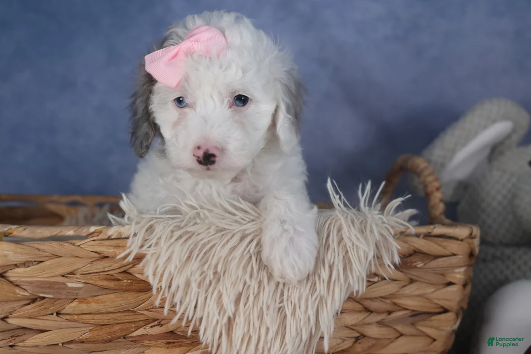 Miniature Poodle dogs for sale: Riley - Ad 7