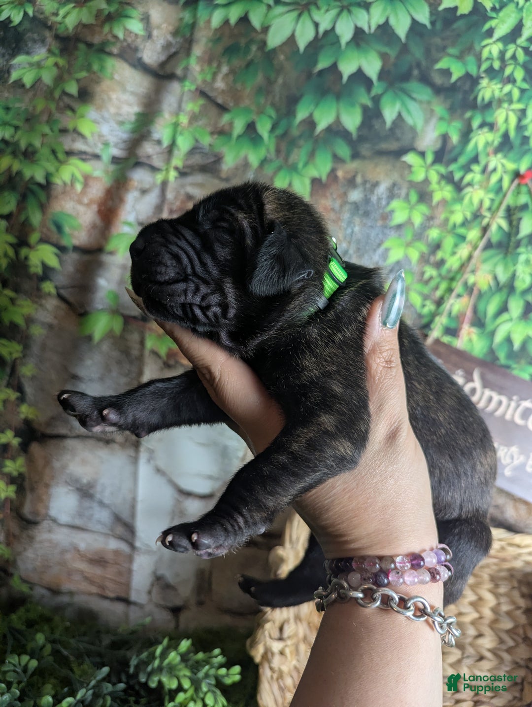 Great Dane dogs for sale: Boromir Brindle Male Great Dane Puppy  - Ad 4