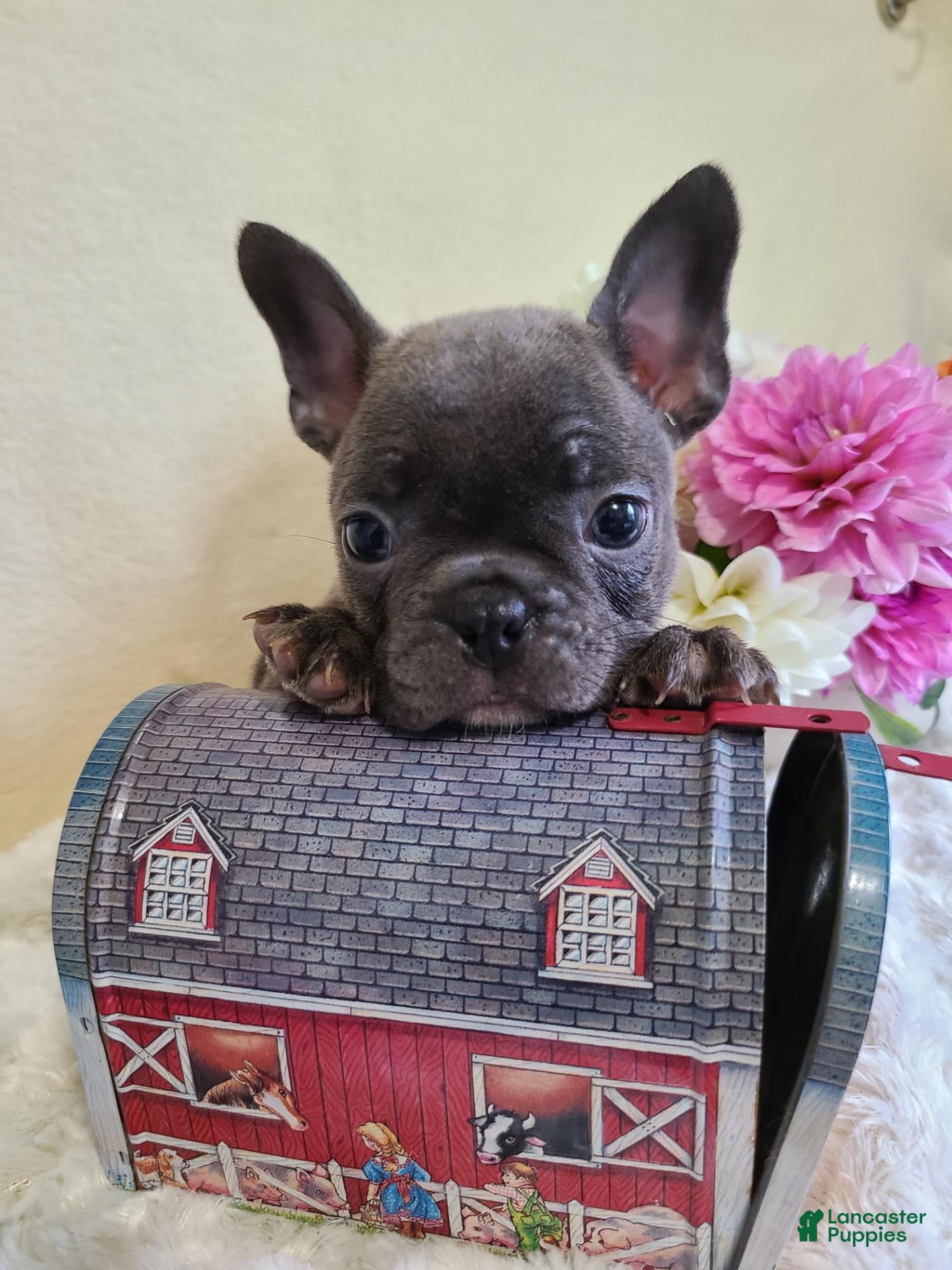 Frenchton dogs Maggie - Ad 1