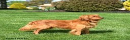 Miniature Golden Retriever dogs for sale: Blaze - Ad 5