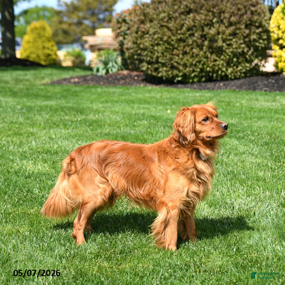 Miniature Golden Retriever dogs for sale: Blaze - Ad 5