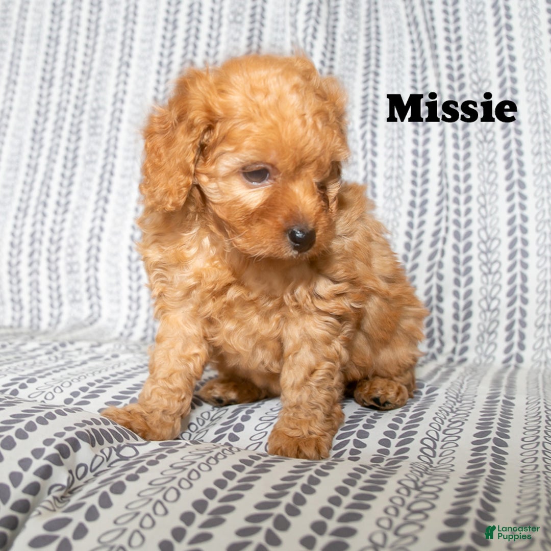 Cockapoo dogs for sale: Missie - Ad 1