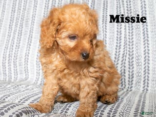 Cockapoo dogs Missie - Ad 42