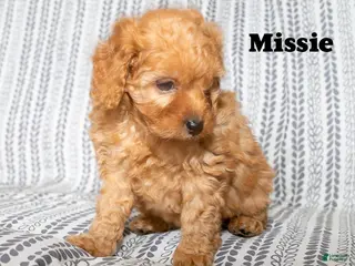 Cockapoo dogs Missie - Ad 31