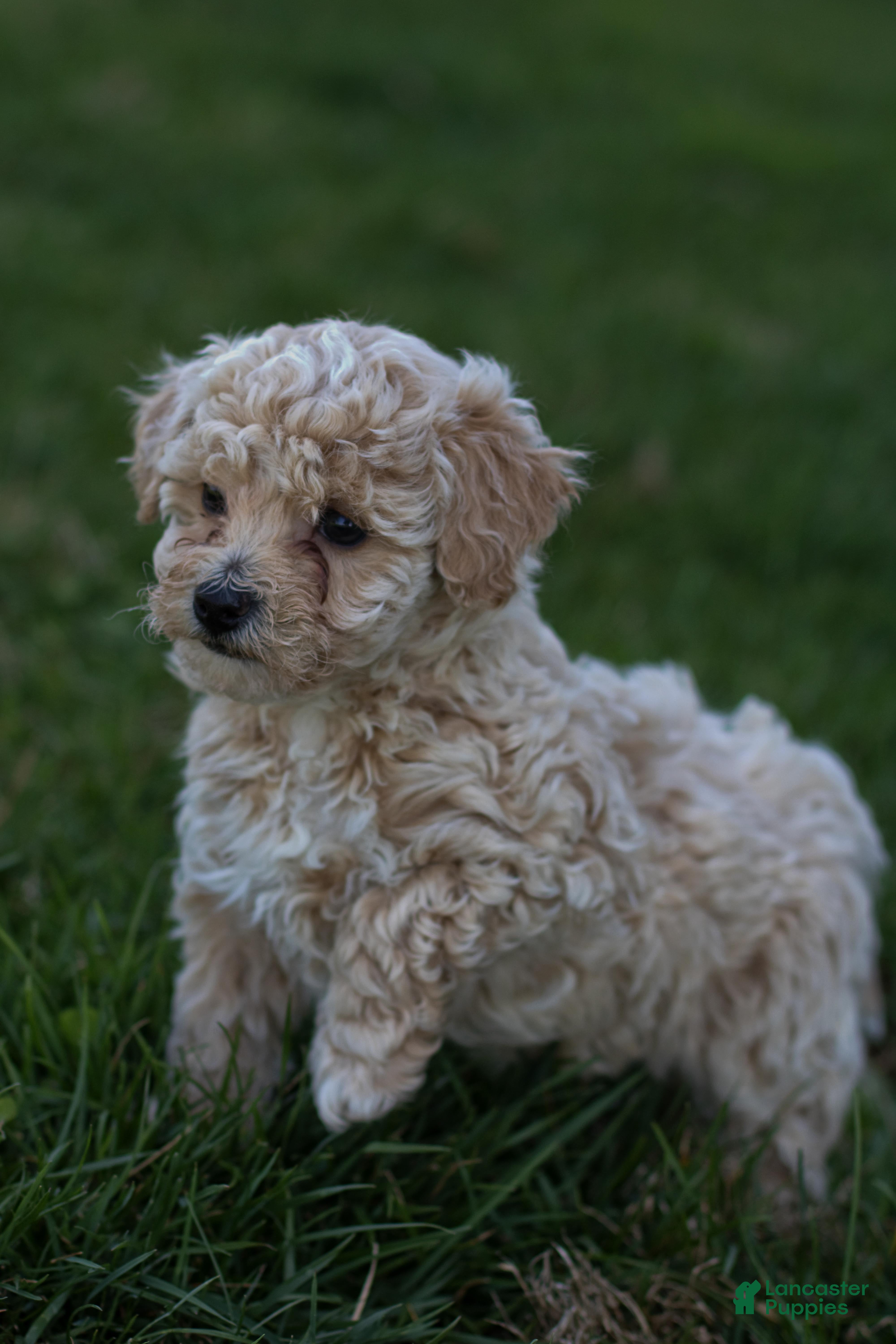 Bichpoo dogs Beau - Ad 2