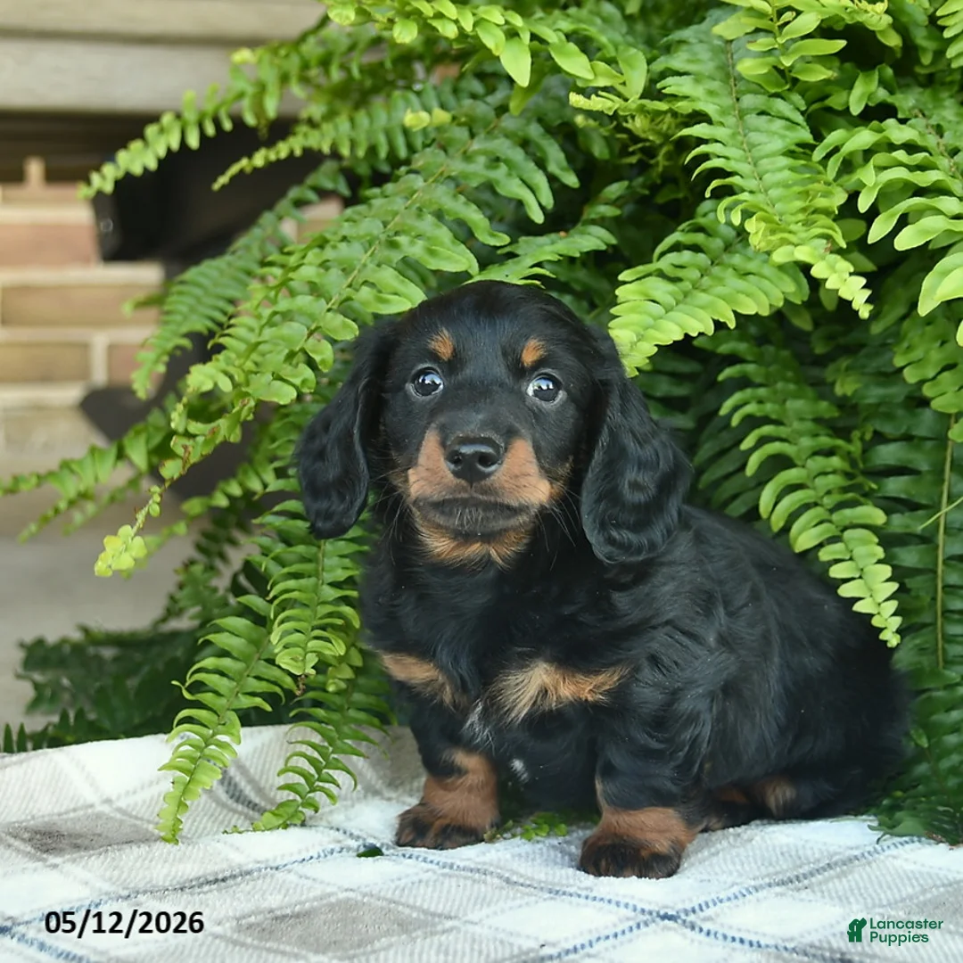 Miniature Dachshund dogs for sale: Parker  - Ad 1