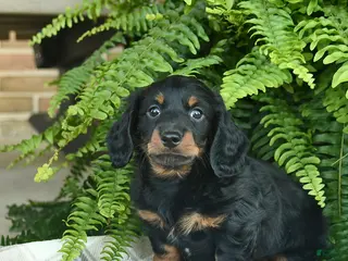 Miniature Dachshund dogs for sale: Parker - Ad 3