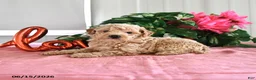 Miniature Poodle dogs for sale: Beauty - Ad 2