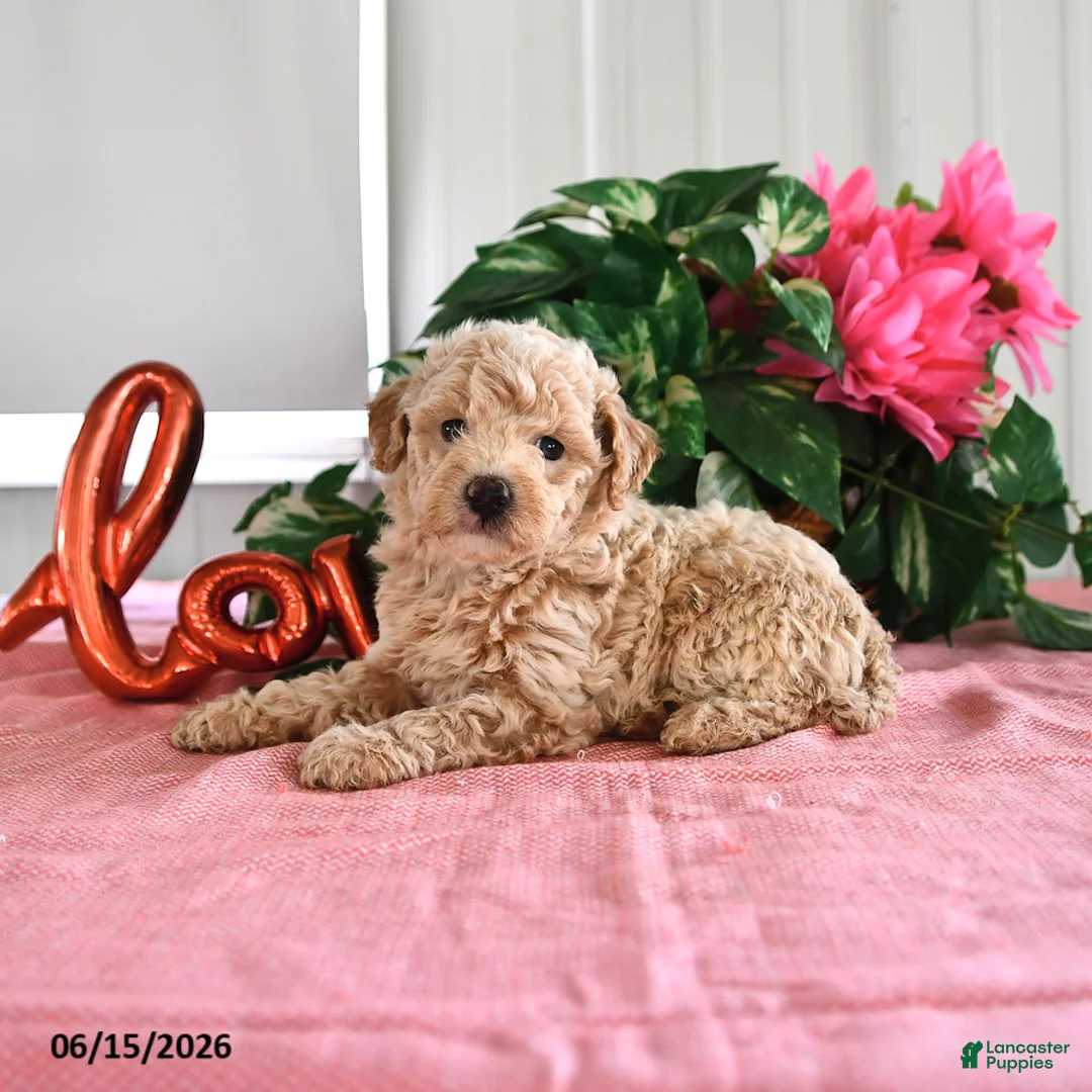 Miniature Poodle dogs for sale: Beauty - Ad 2