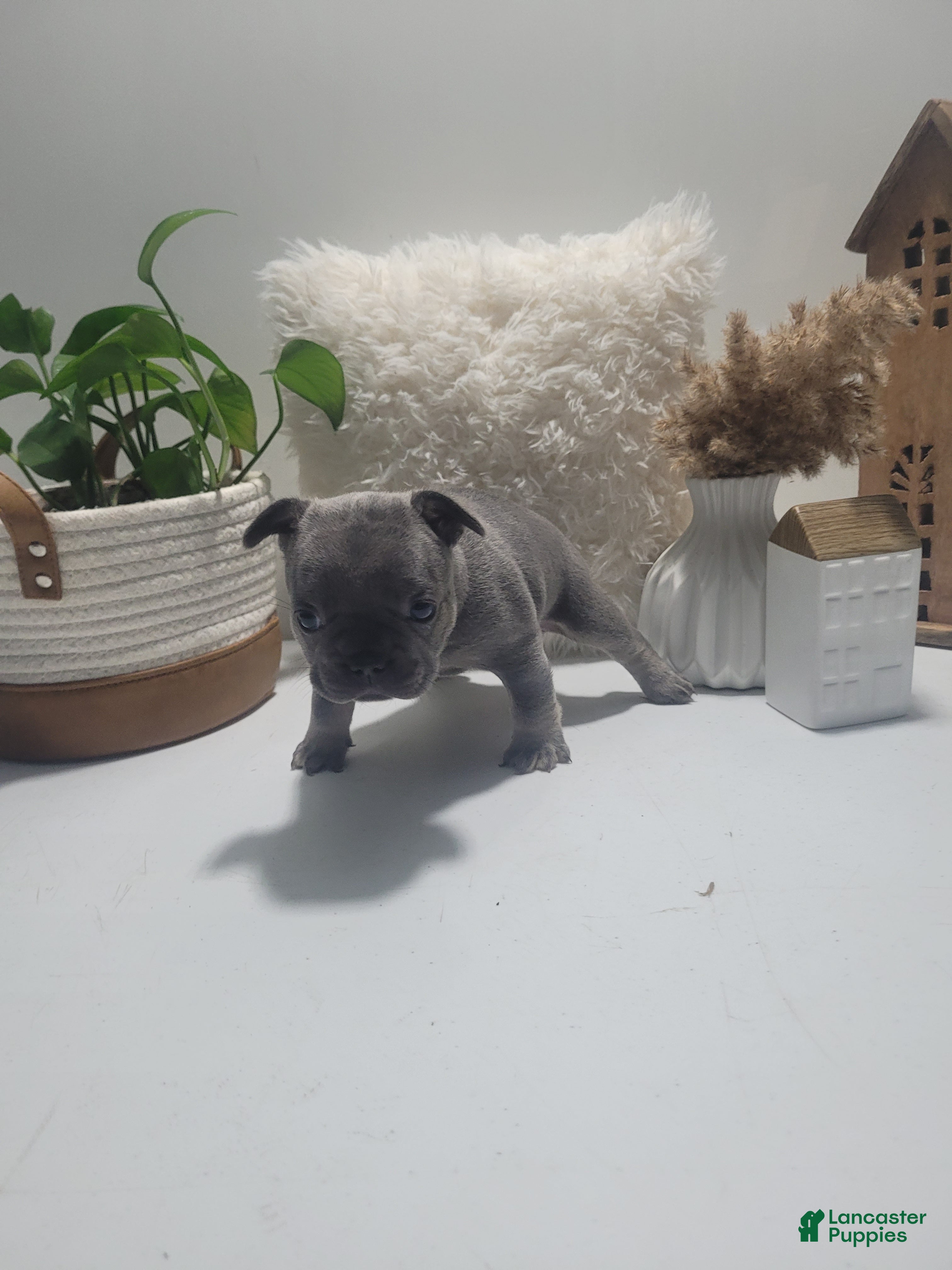 French Bulldog dogs for sale: French Bulldog Puppy 5 - Ad 1