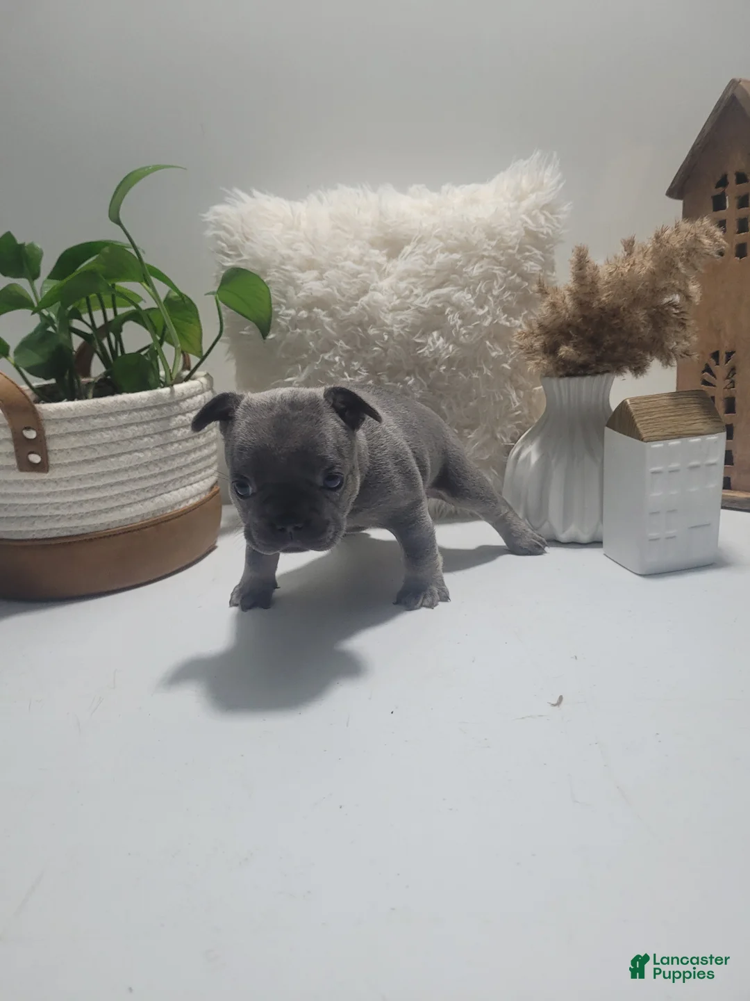 French Bulldog dogs for sale: French Bulldog Puppy 5 - Ad 1
