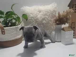 French Bulldog dogs for sale: French Bulldog Puppy 5 - Ad 1