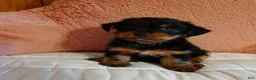 Yorkshire Terrier dogs for sale: Rowdy - Ad 1