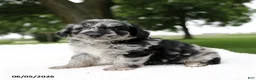 Mini Aussiedoodle dogs for sale: Pluto - Ad 1