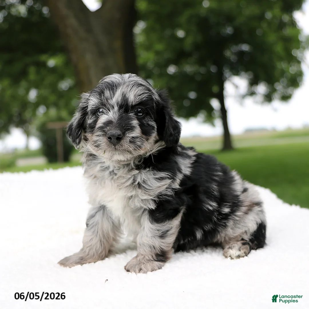 Mini Aussiedoodle dogs for sale: Pluto - Ad 1