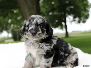 Mini Aussiedoodle dogs for sale: Pluto - Ad 3