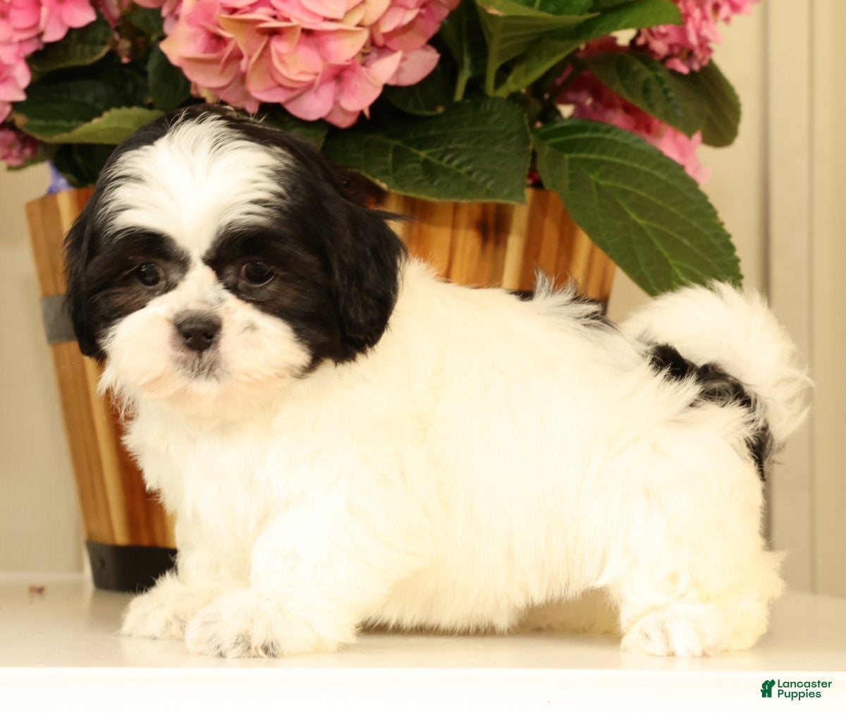 Malshi dogs for sale: Maggie - Ad 4