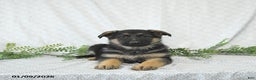 German Shepherd dogs for sale: Rita - Ad 3
