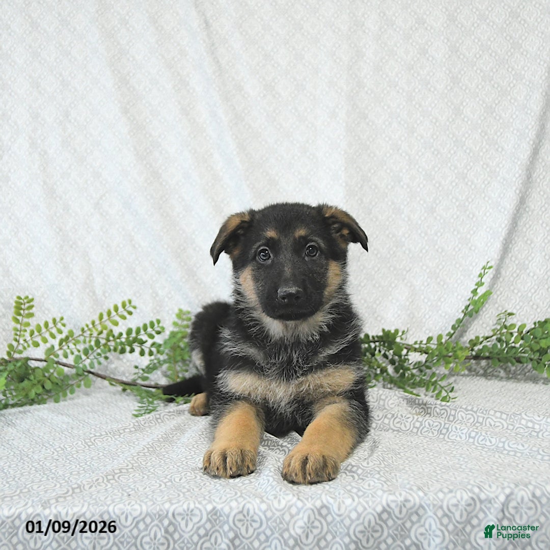 German Shepherd dogs for sale: Rita - Ad 3
