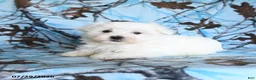 Maltese dogs for sale: Polar - Ad 4