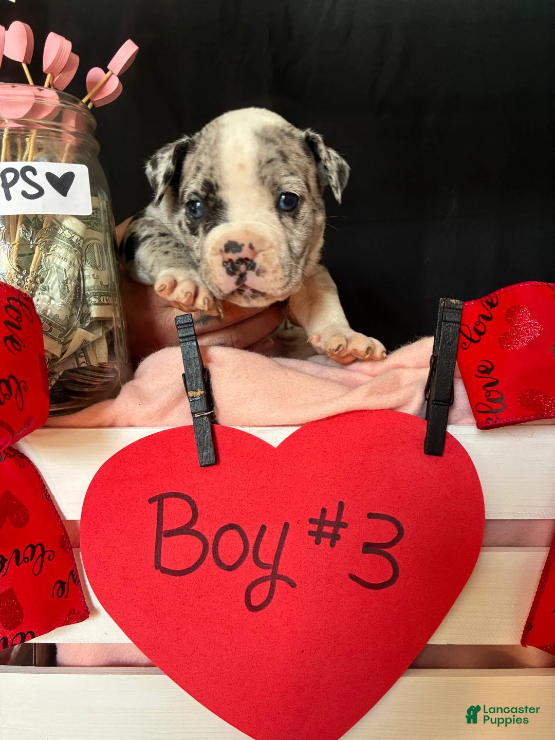 Olde English Bulldogge dogs for sale: Olde English Bulldogge Puppy 3 - Ad 3