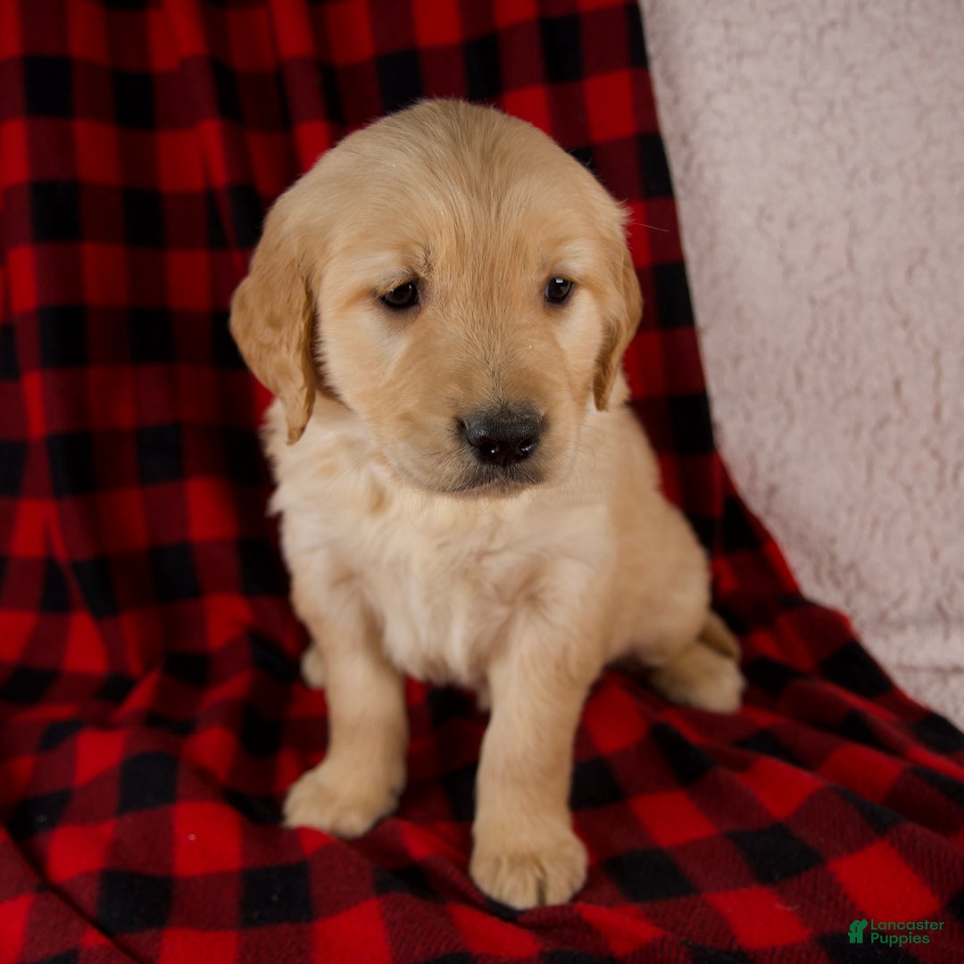 Golden Retriever dogs for sale: Tessa - Ad 5