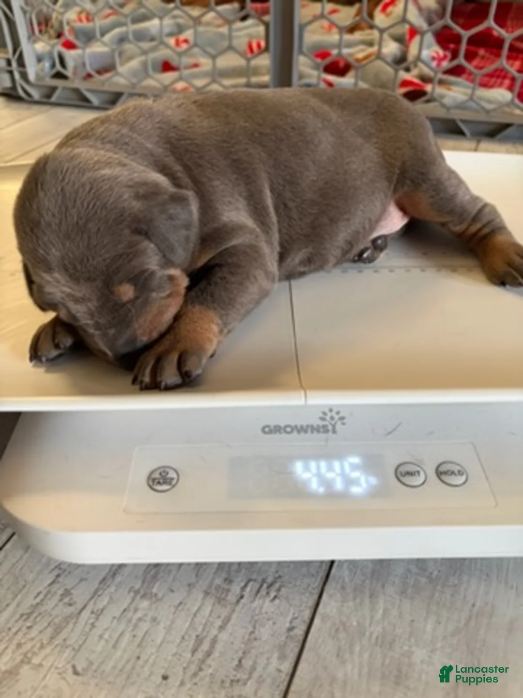 Doberman Pinscher dogs for sale: Girl - Ad 1