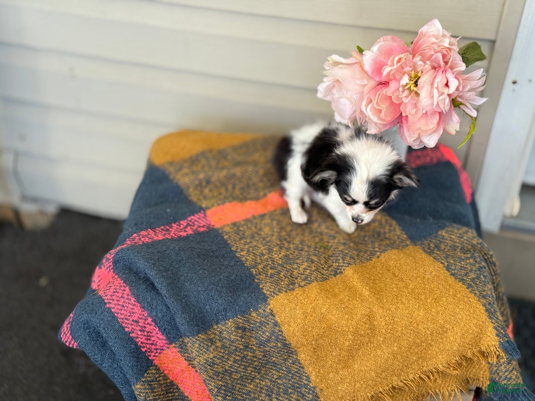 Chihuahua dogs for sale: Quest - Ad 4