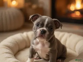 Boston Terrier dogs Joe - Ad 30