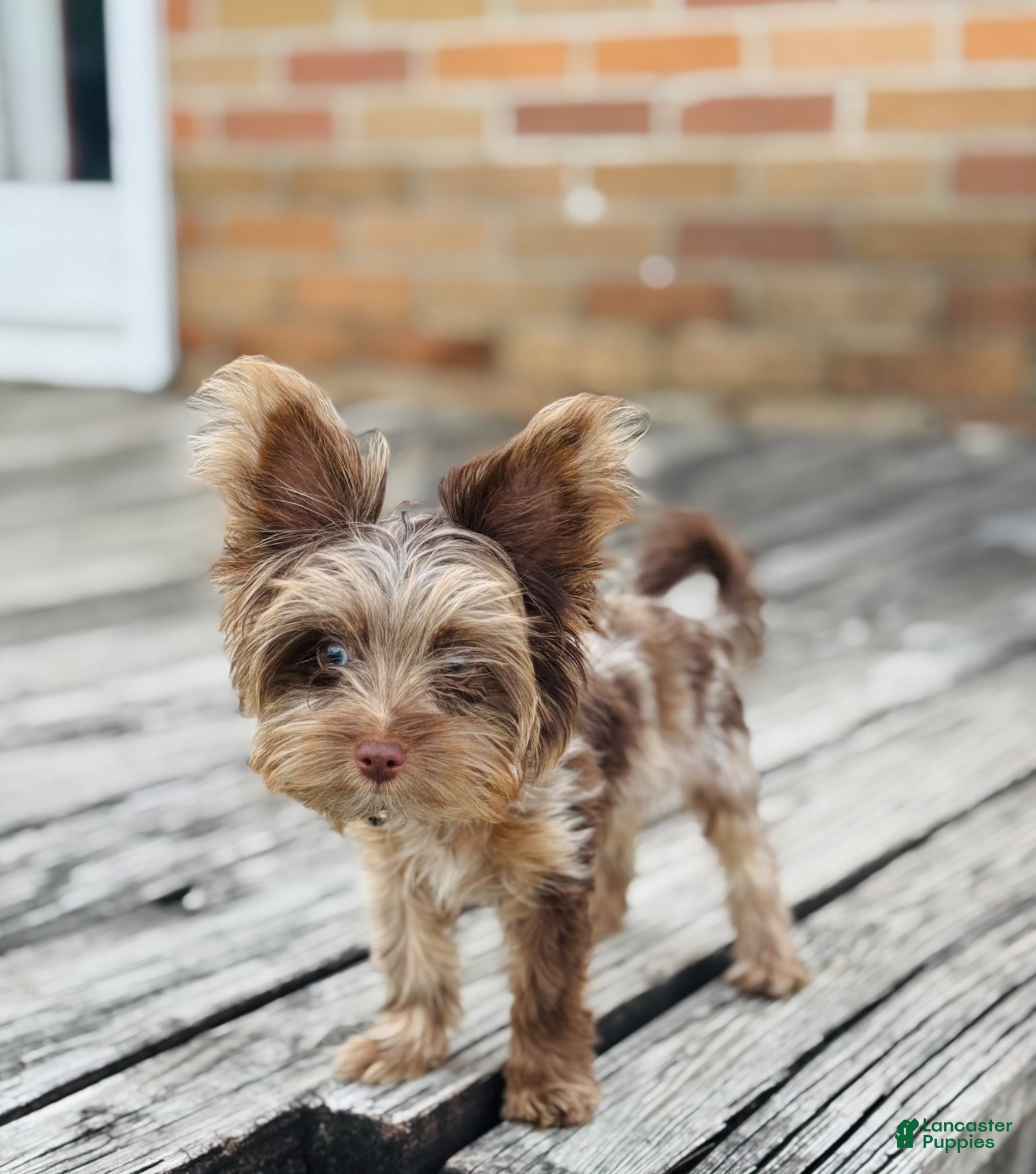 Yorkshire Terrier dogs for sale: Yorkshire Terrier Puppy 1 - Ad 1