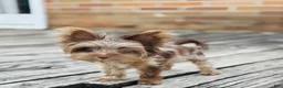 Yorkshire Terrier dogs for sale: Yorkshire Terrier Puppy 1 - Ad 1