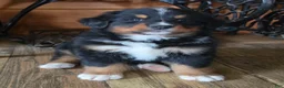 Bernese Mountain Dog dogs for sale: SHADOW - Ad 4