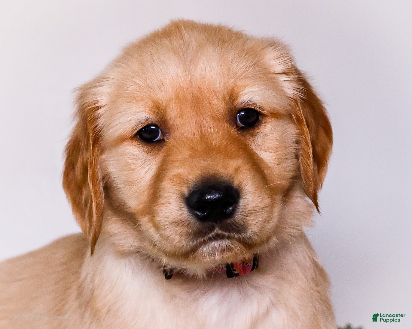 Golden Retriever dogs Jenny - Ad 14