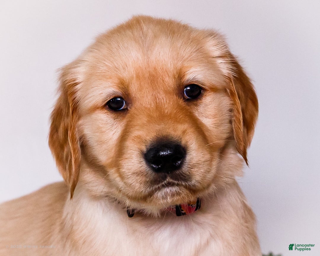 Golden Retriever dogs for sale: Jenny - Ad 1
