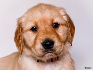Golden Retriever dogs Jenny - Ad 23