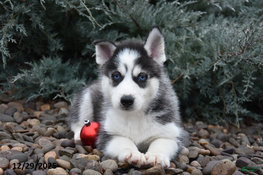 Siberian Husky dogs Floppy - Ad 8