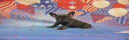 French Bulldog dogs for sale: AKC Blueberry - Ad 4