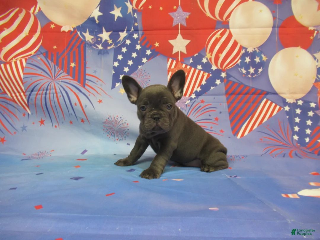 French Bulldog dogs for sale: AKC Bluebell - Ad 12