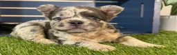 French Bulldog dogs for sale: Gabriel  - Ad 2