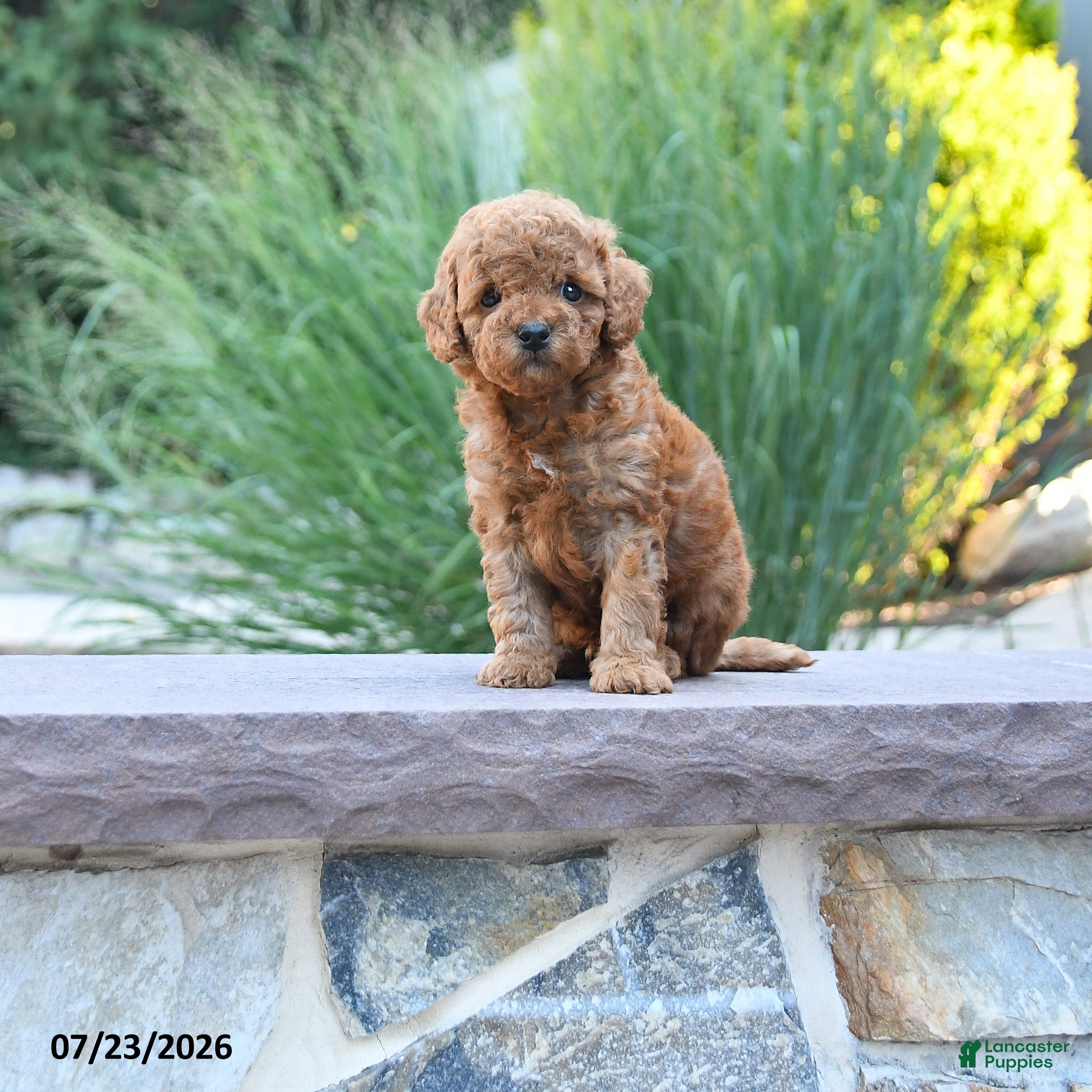 Toy Poodle dogs Lincoln - Ad 1