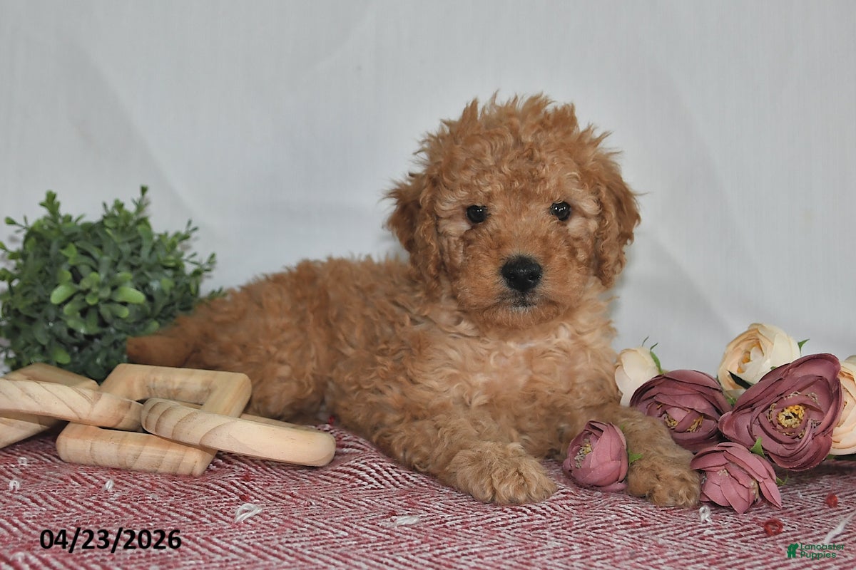 Goldendoodle dogs Marla - Ad 2