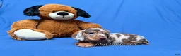 Miniature Dachshund dogs for sale: Chocolate dapple smooth coat male AKC - Ad 8