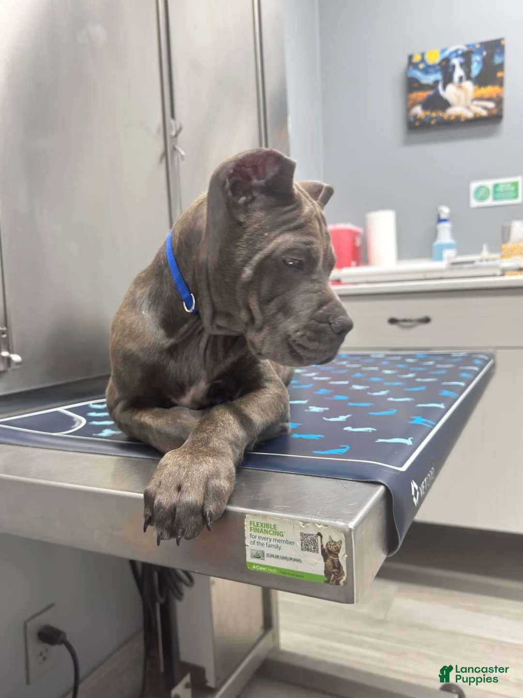 Cane Corso dogs for sale: Cane Corso 1 - Ad 2