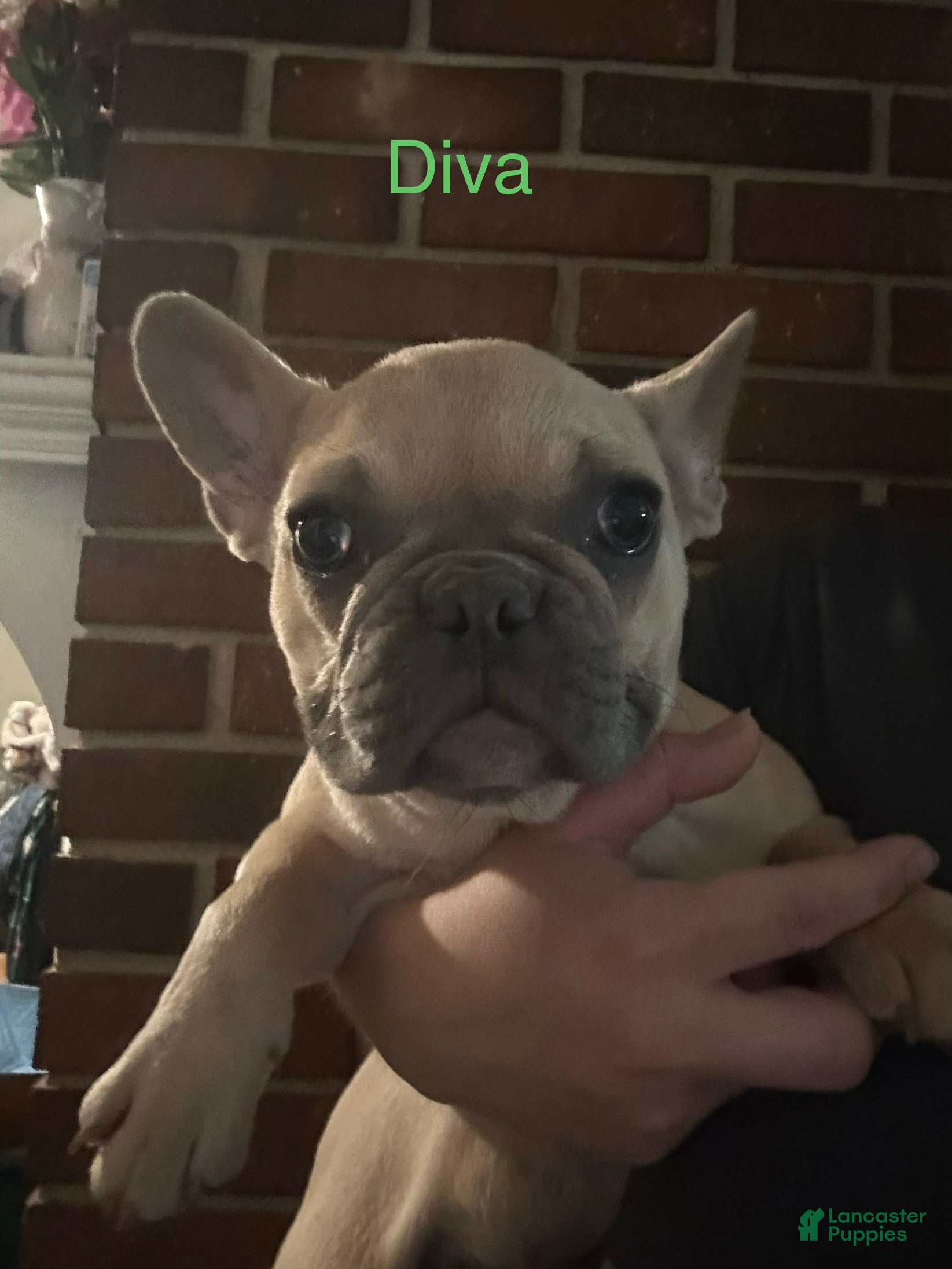 Diva_Female