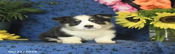 Welsh Corgi Pembroke dogs for sale: Gizmo - Ad 3